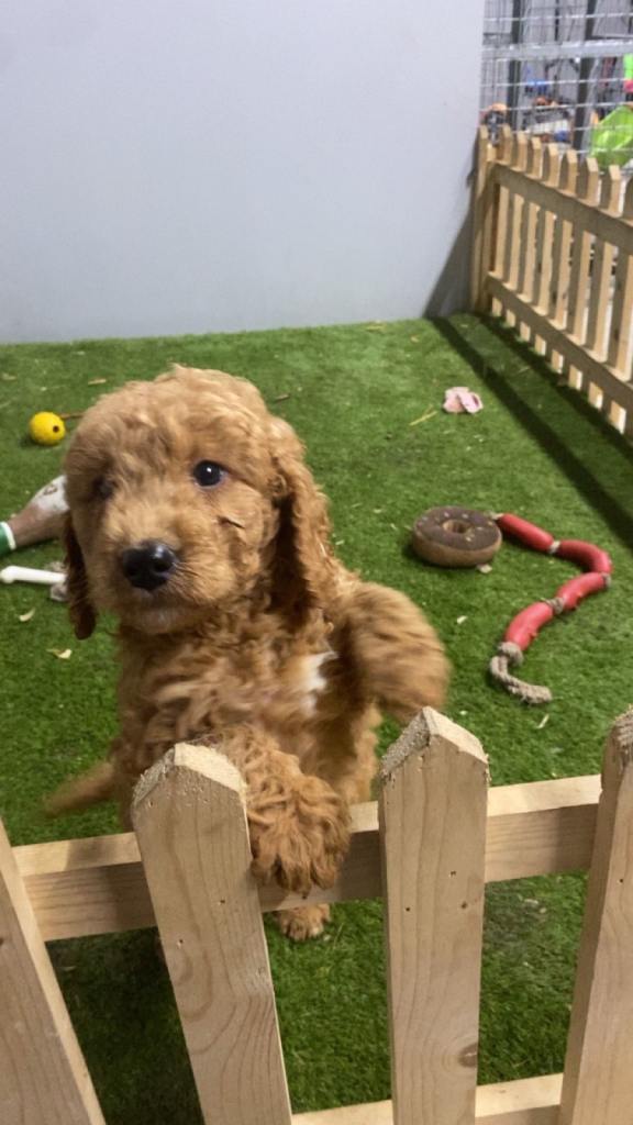 Beautiful 8-week Old Cockapoo Puppies 1 Boy, 3 Girls - Ready Now