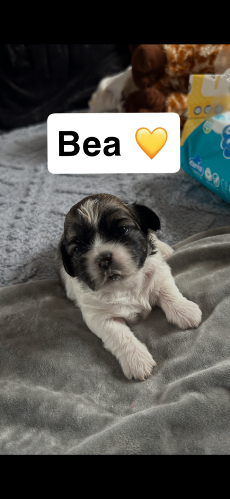 6 beautiful shichon puppies for sale 