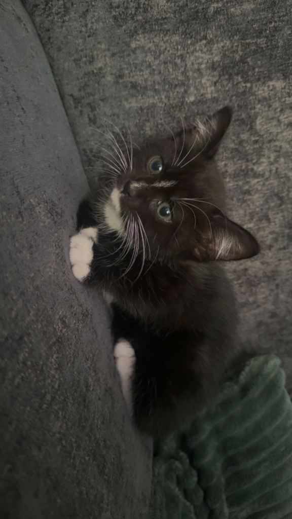 Male kitten 