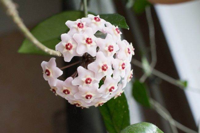 House Plant Hoya White Wax Flowers Porcelain Flowers Hanging Pendant Climbing