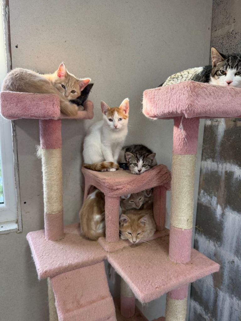 Half Maine Coon kittens for sale 