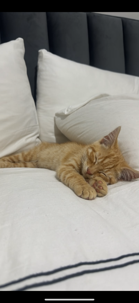 Ginger kitten 