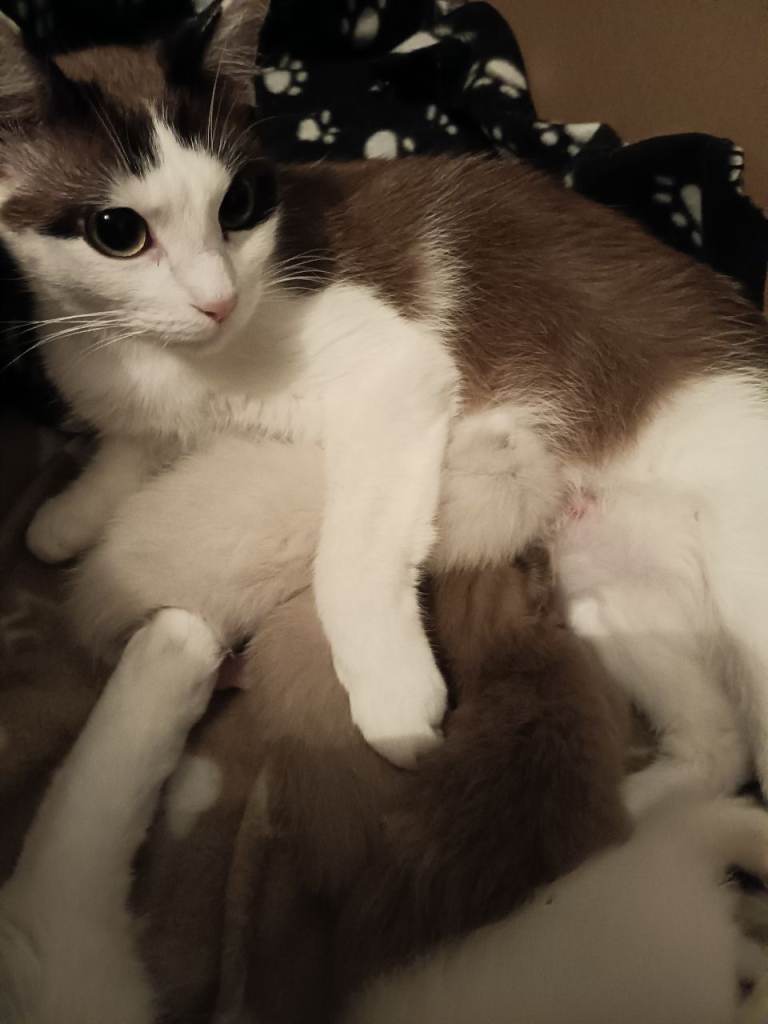 Unique Ragdoll Kittens For Sale