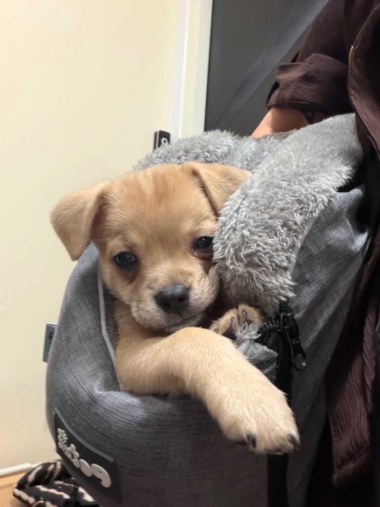 Puppy