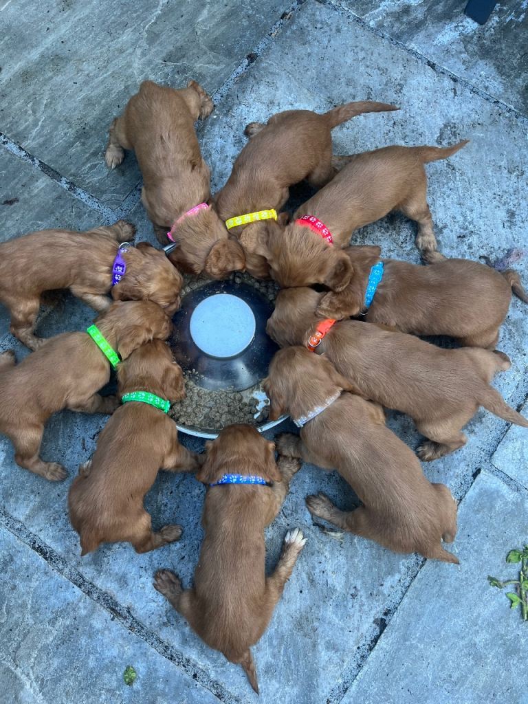 Kc cocker spaniel puppies 