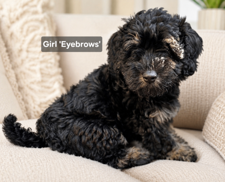 Cockapoo x Lhasa Apso Teddy Bear Puppies - Ready Now
