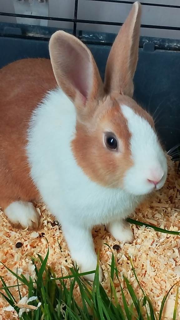 Dutch Rabbits - 1 Girl left. 