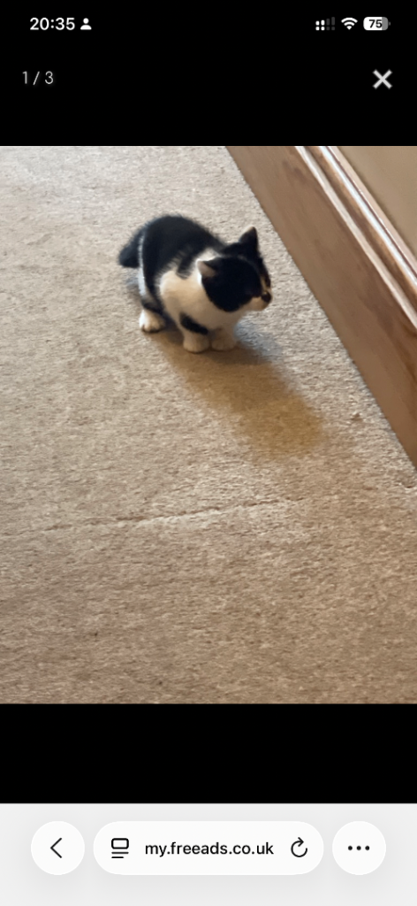 10 weeks old kittens 