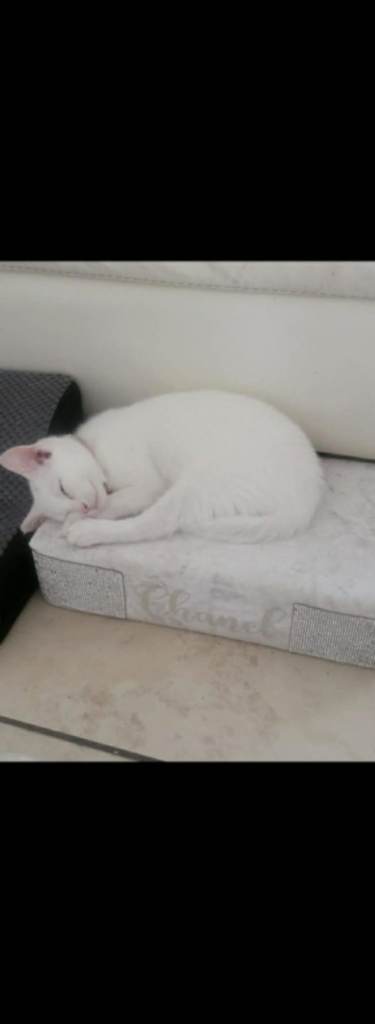 Beautiful white kitten 