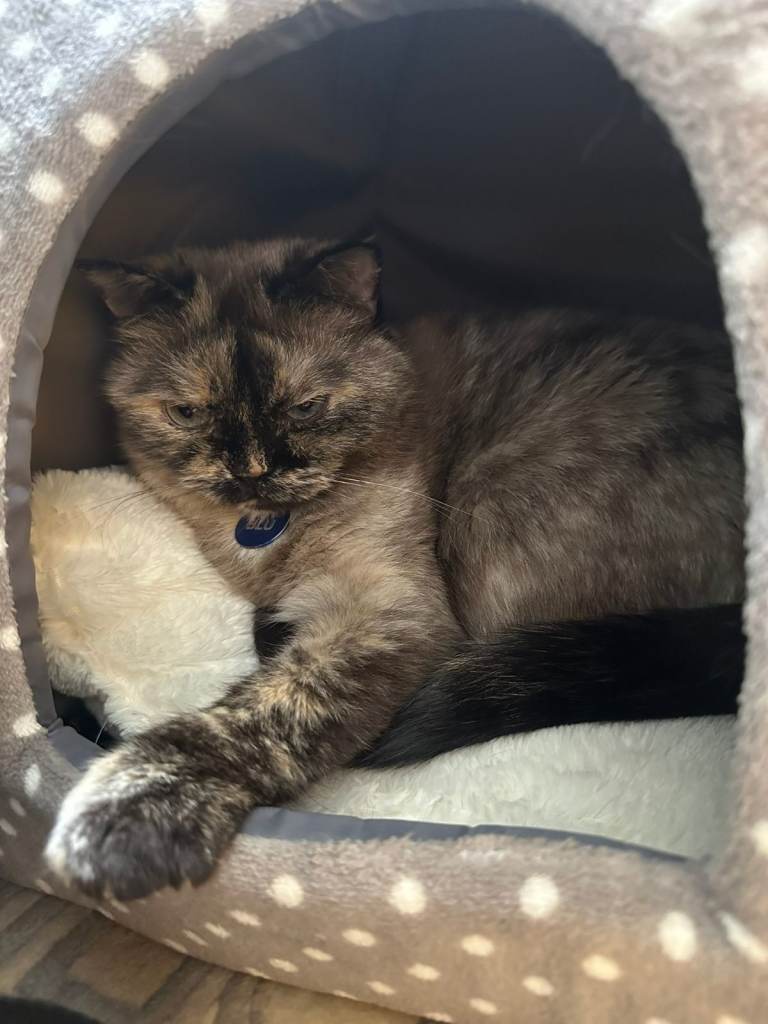 Beautiful Himalayan Blue Cat – Quiet Indoor Home Wanted – Pick Up Epsom