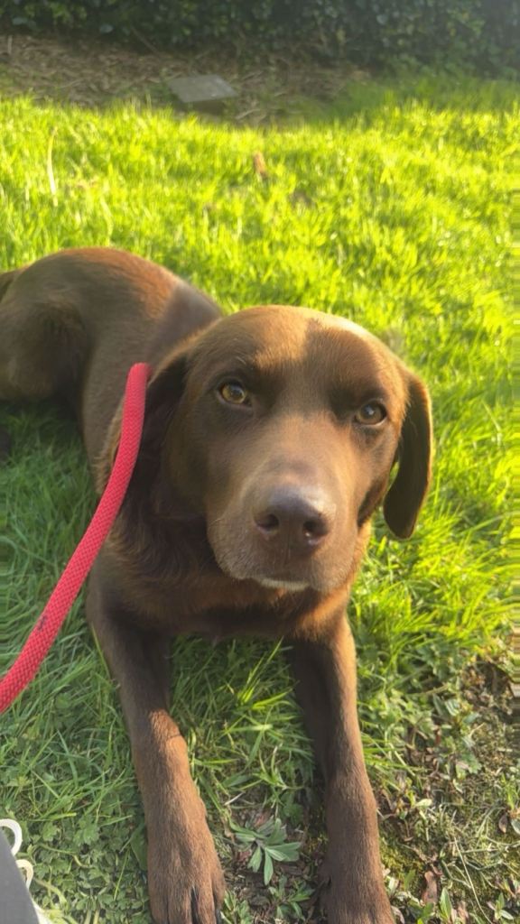 Chocolate Labrador 