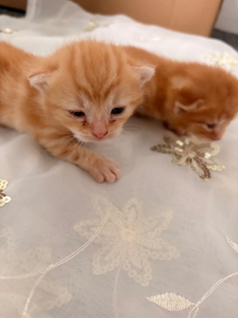 Cute tabby and ginger kittens for sale
