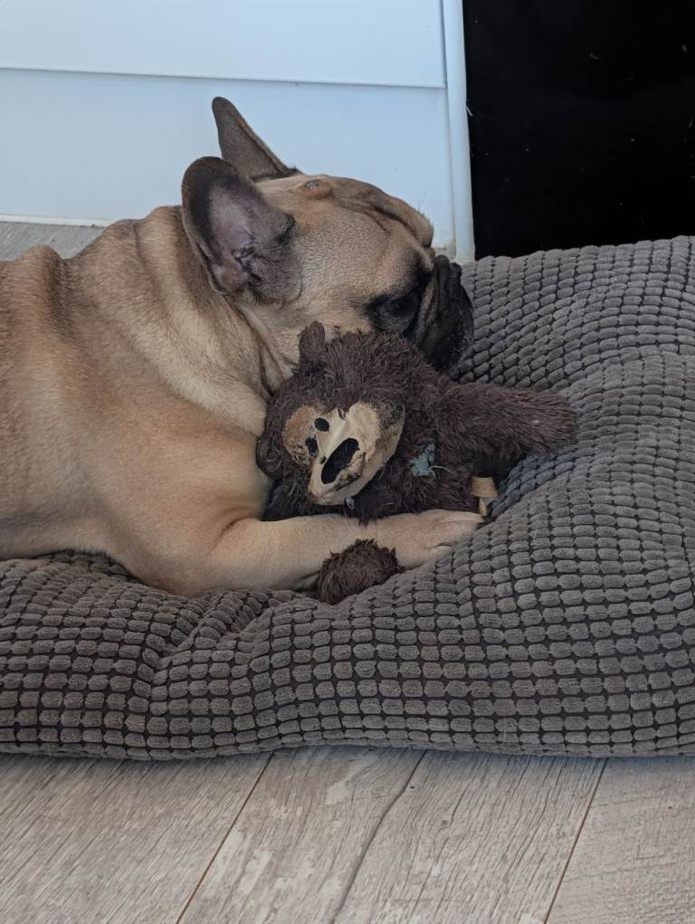 6 year old french bulldog 