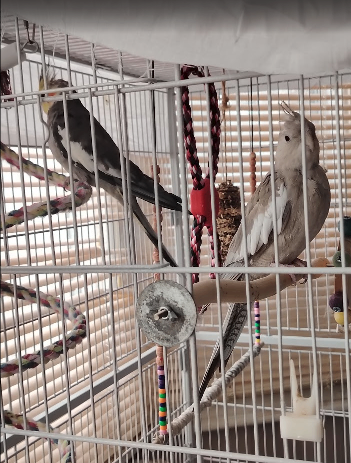 Two Young Cockatiels with Large indoor/outdoor Cage for Sale, Partially tame