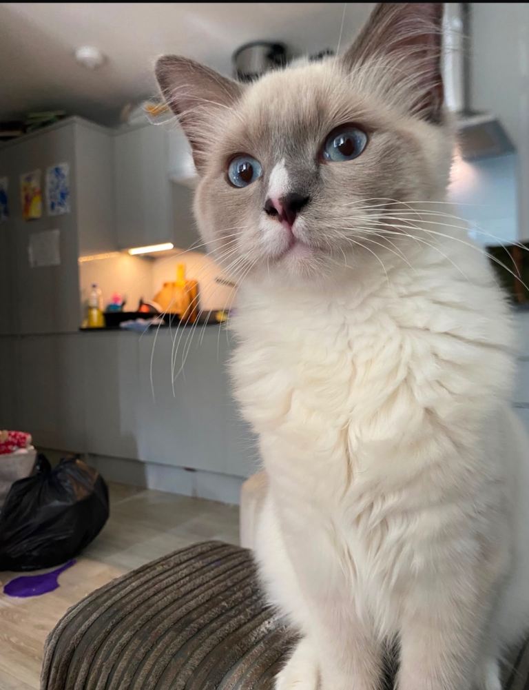 Offers welcome. BEAUTIFUL 6 MONTH-OLD RAGDOLL BLUE EYED BOY KITTEN – LOVING HOME WANTED 