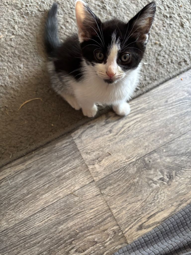 Mixed breed kittens 