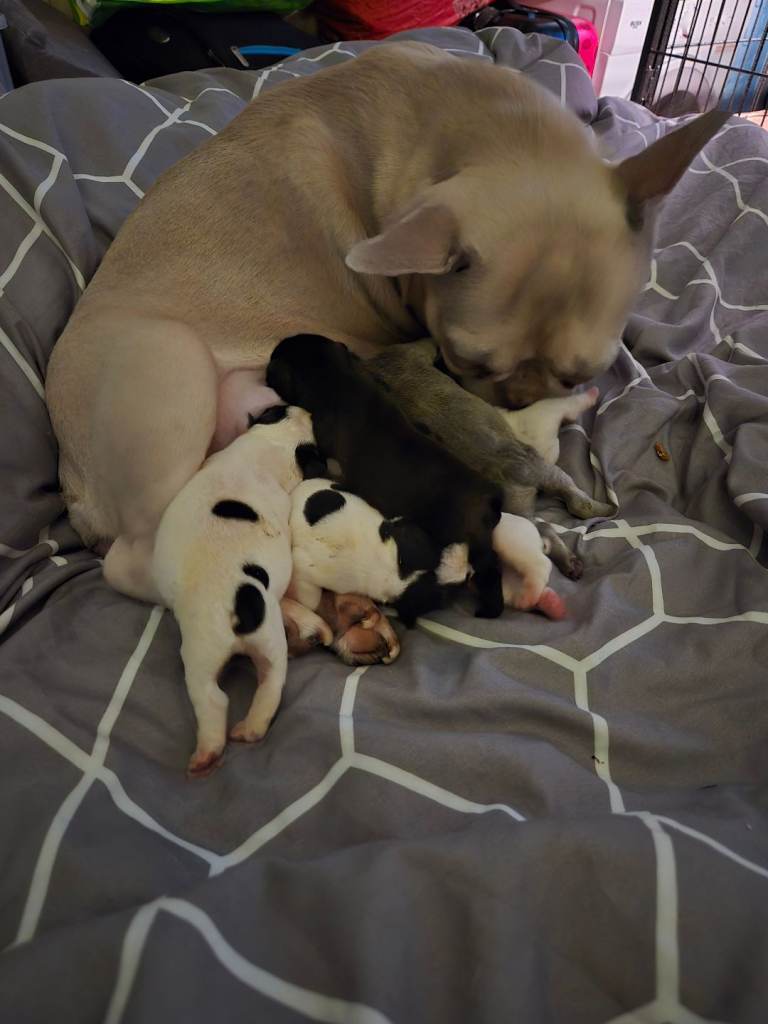 French bulldog pups for sale 