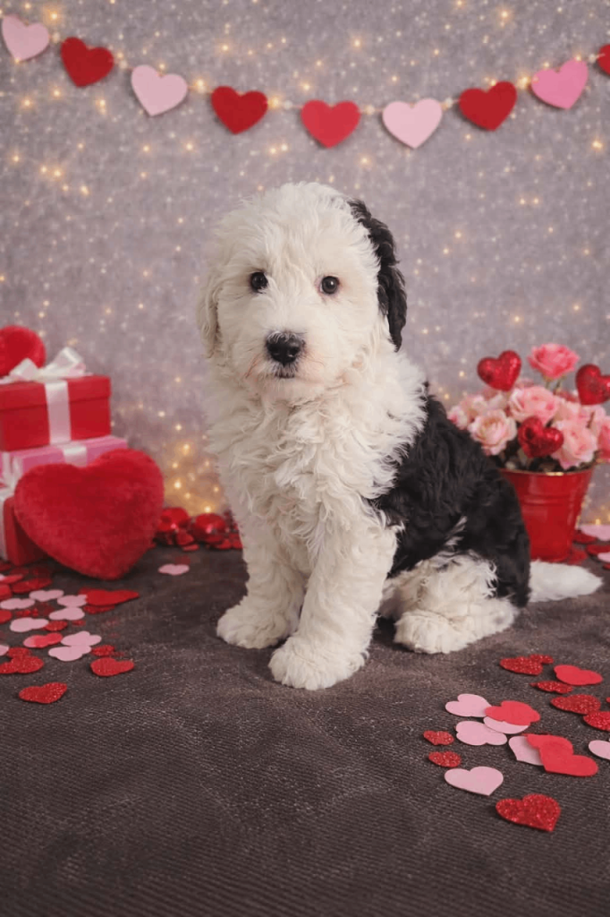 Sheepadoodle puppies one biy left 