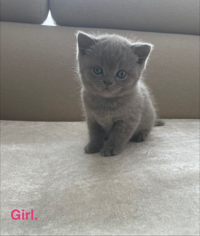 British short kittens 