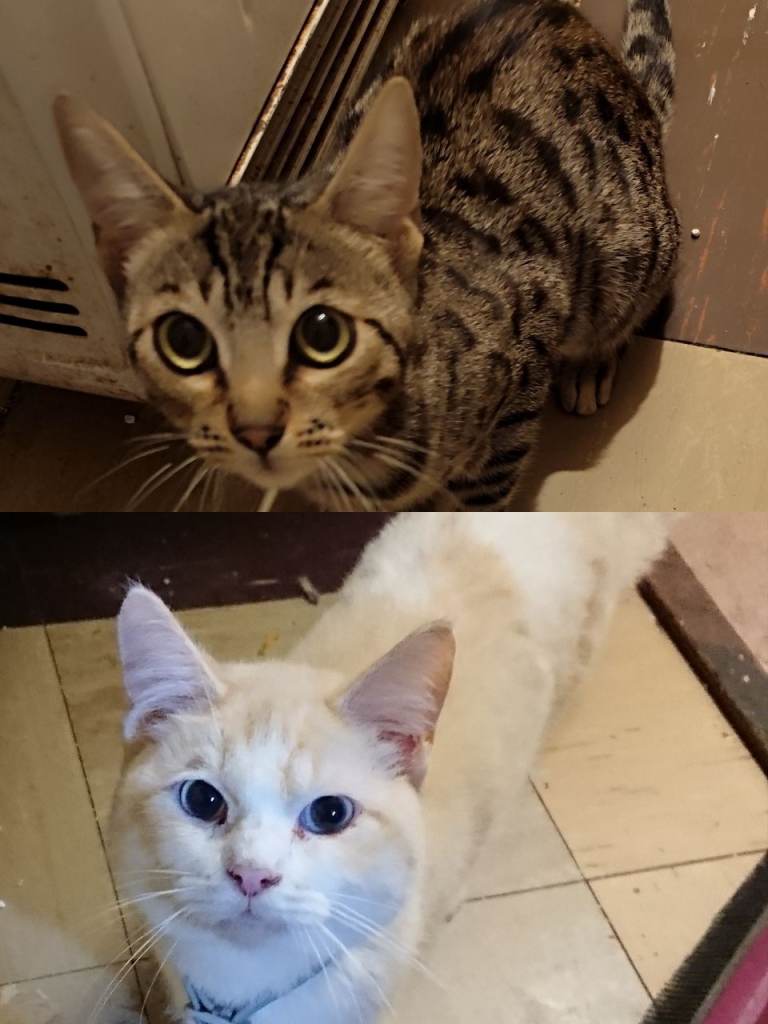 Ragdoll boy and Bengal girl 