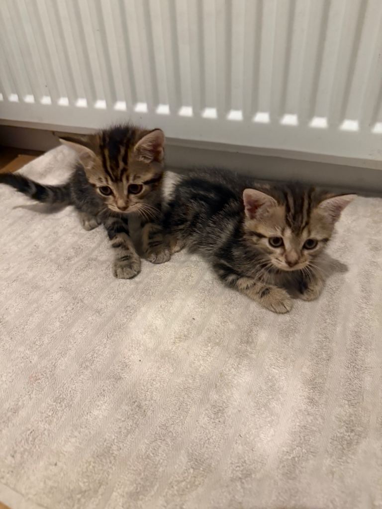 8 weeks old kittens 