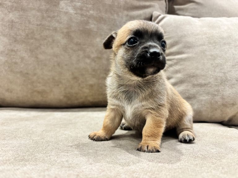 Jack Russell cross Chihuahua pups 