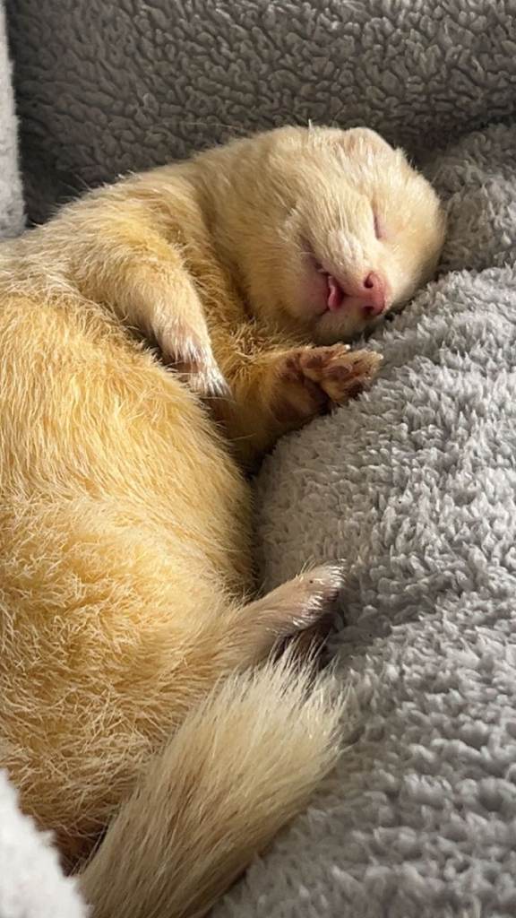 Hob ferret Pan