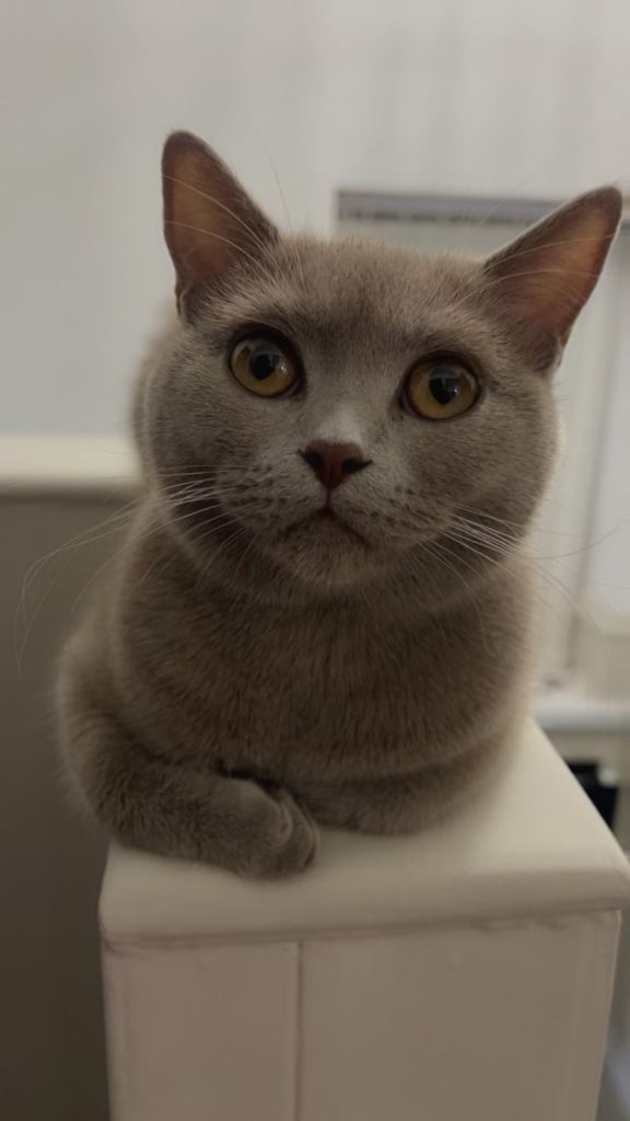  Two Beautiful British Shorthairs Looking for a Loving Home 🐾