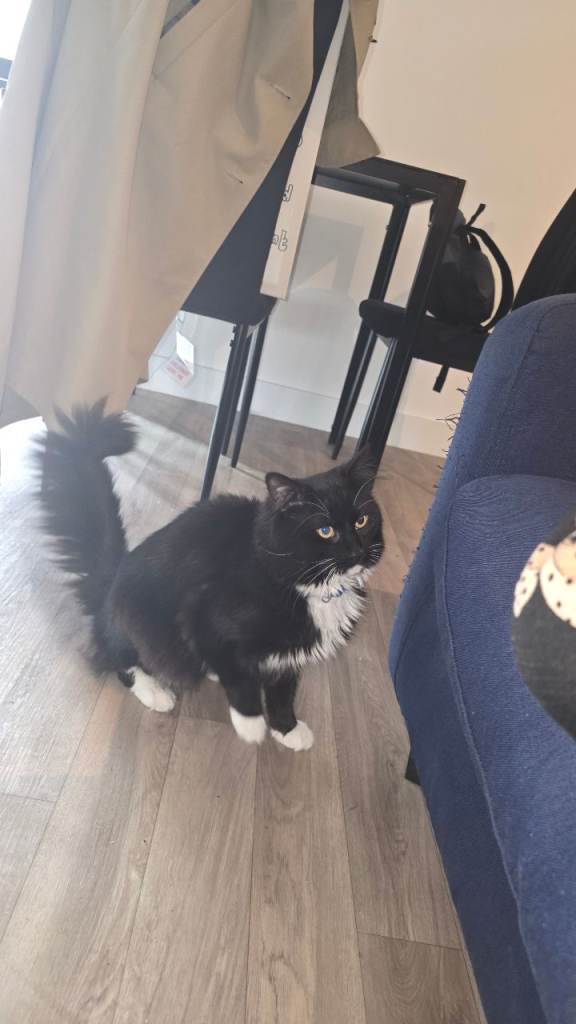Adult male Maine coon cat