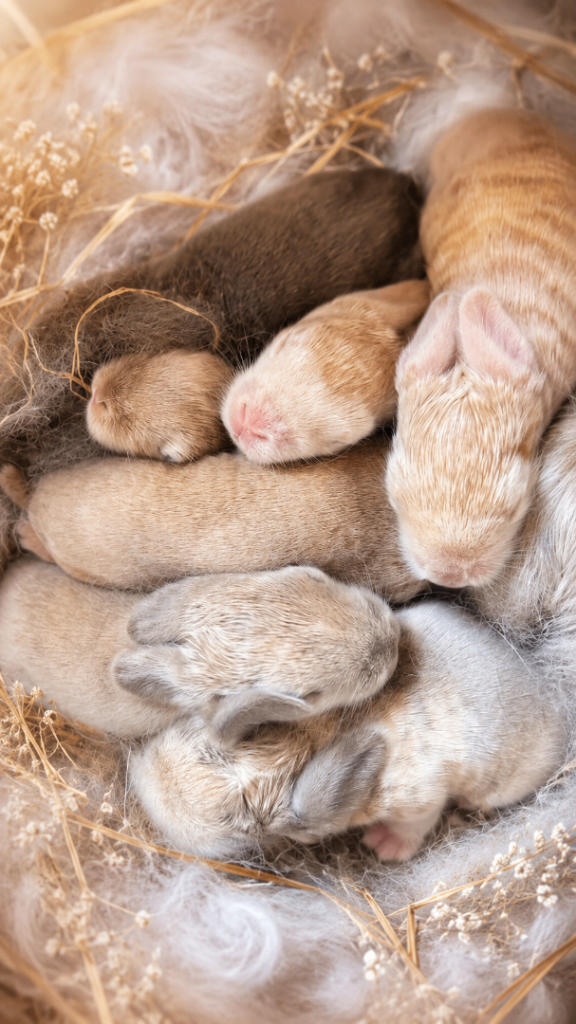 🐰💖 ✨ Adorable Baby Bunnies Available! ✨