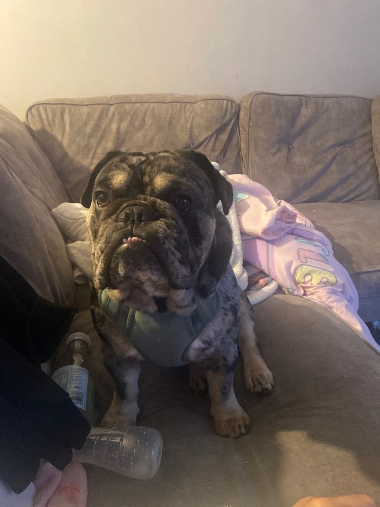 Tri blackmerle English bulldog 