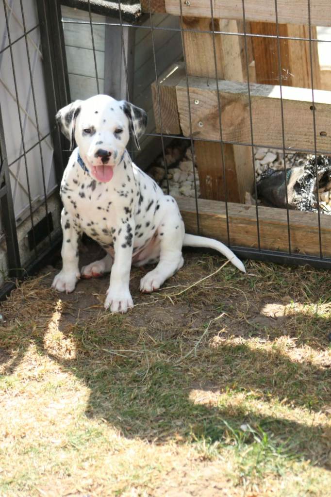 Dalmatian puppies