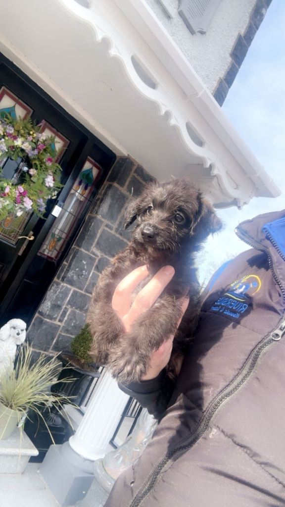 Italian greyhound puppy x toy poodle 