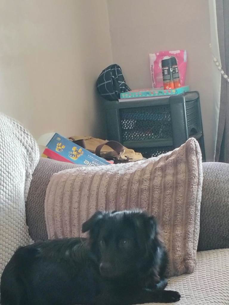 6 month old patterdale x shitzhu