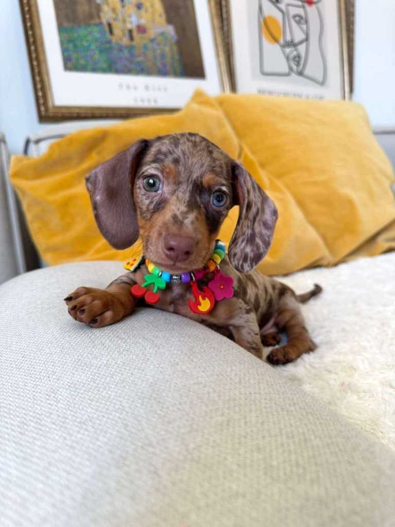 Miniature dachshund puppies