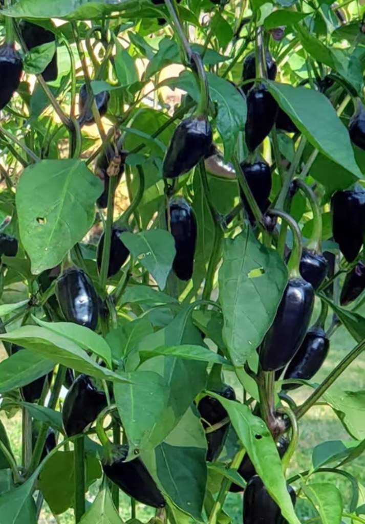 Hungarian Black Chilli Pepper Seeds x 10 - Medium Heat - UK Grown – Fresh 2025