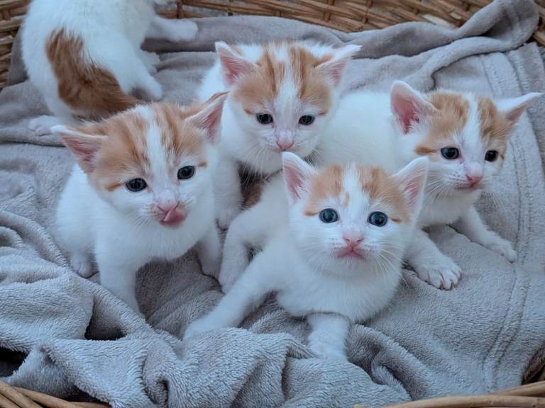 🐱Adorable kittens for sale 1💙 4🩷