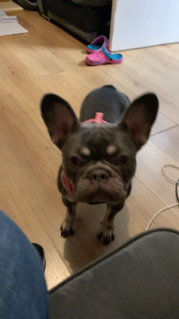 Frenchie