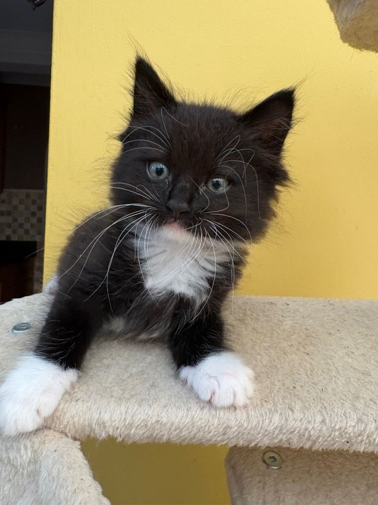 Adorable Black and White Kittens Looking for Forever Homes