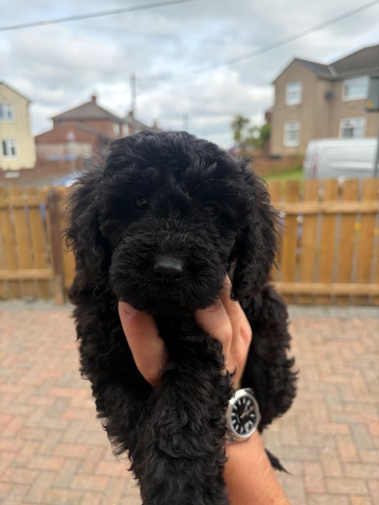 F1b cockapoo puppy last one 