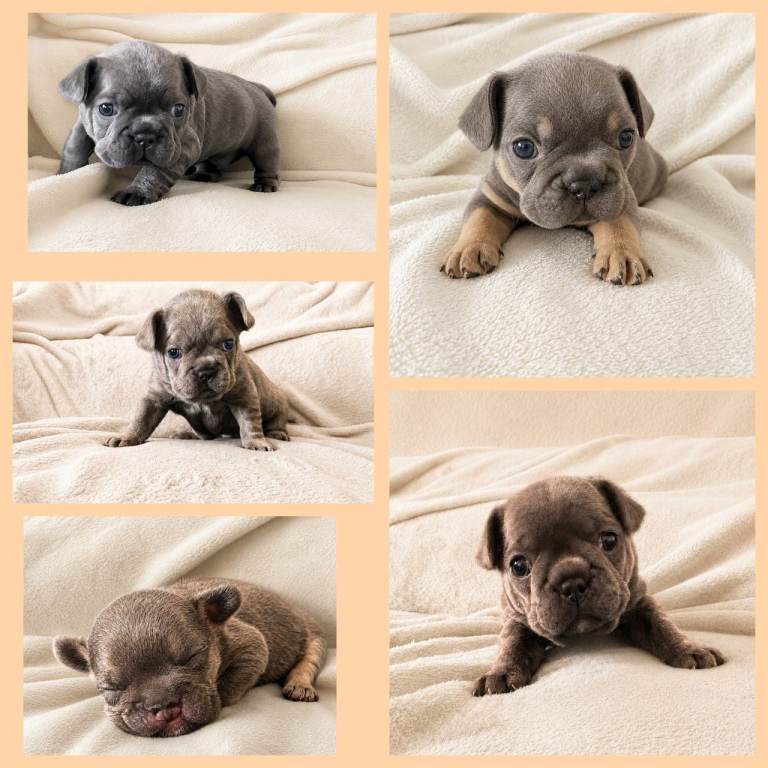 Exceptional KC French Bulldog Puppies