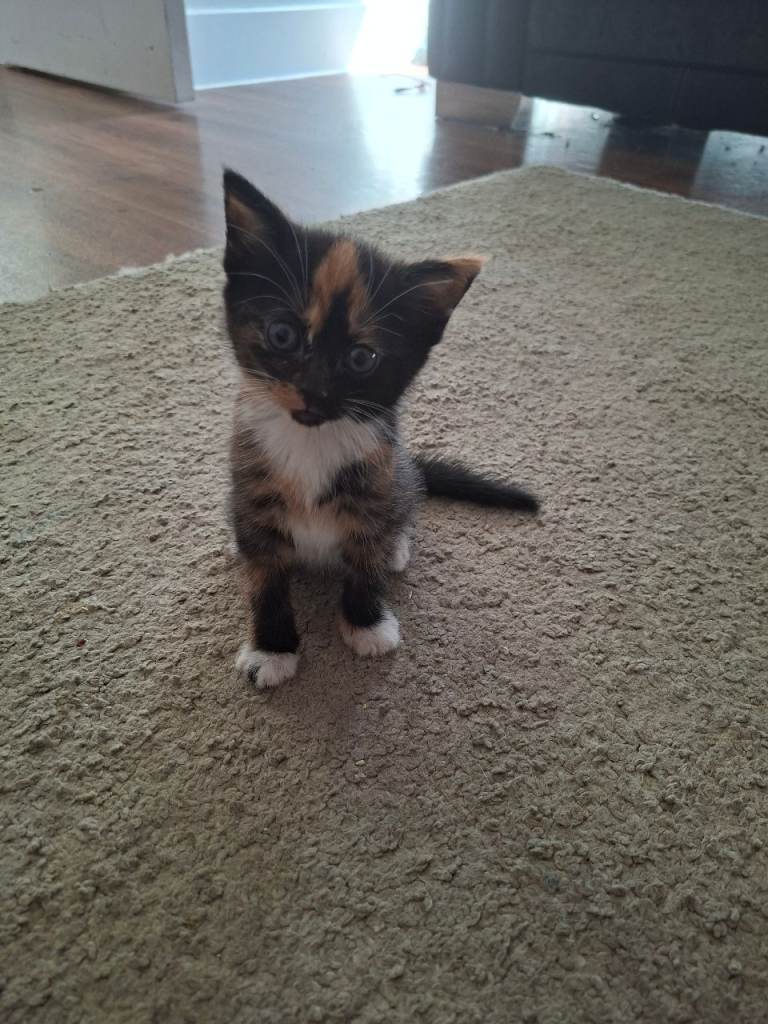 Kittens 