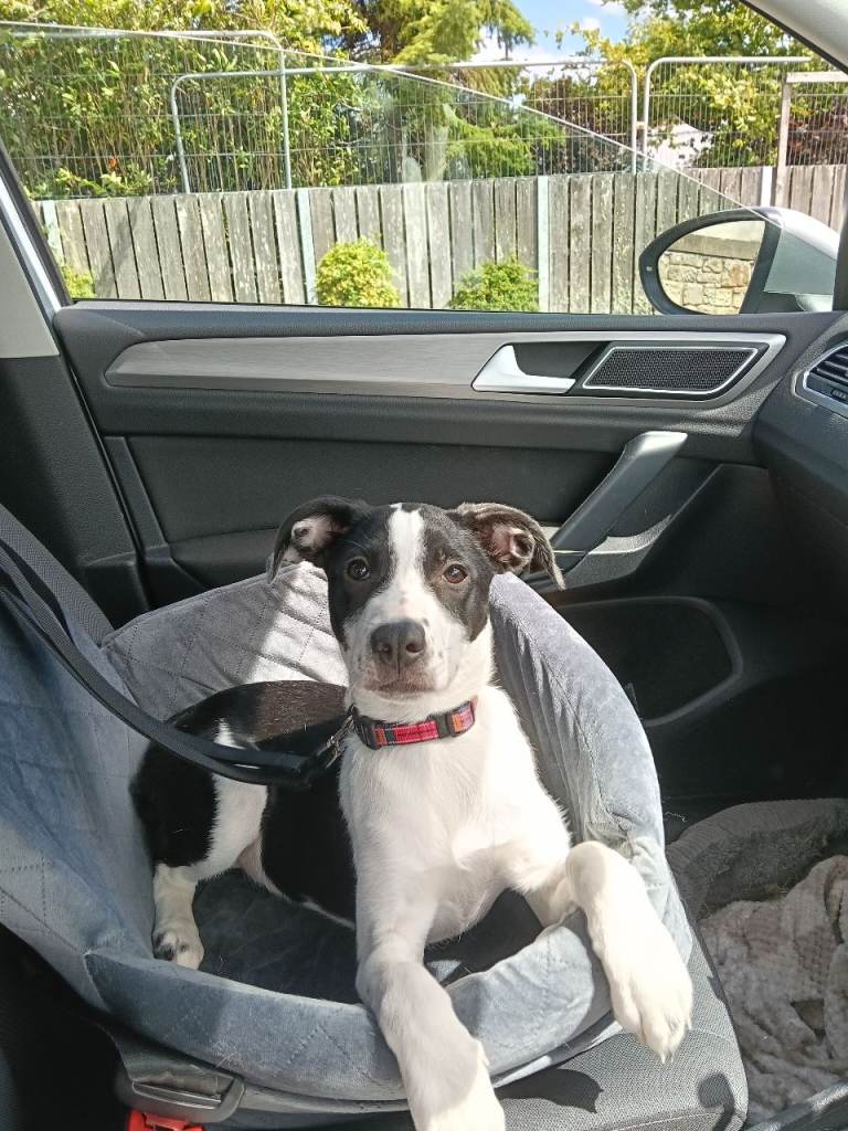 Staffy X German Shepherd 