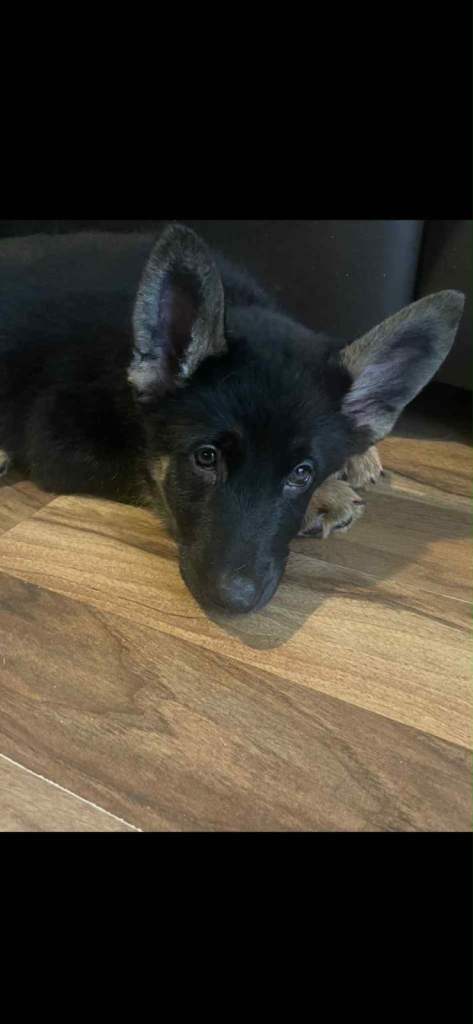 German shepherd cross Malinois 