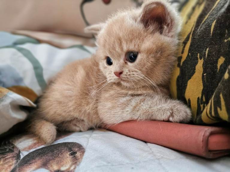 British shorthair 