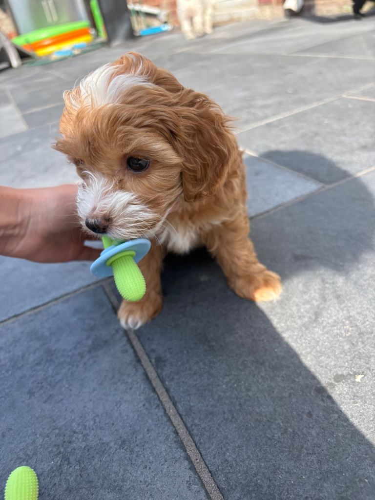 F1B miniature maltipoo puppies 