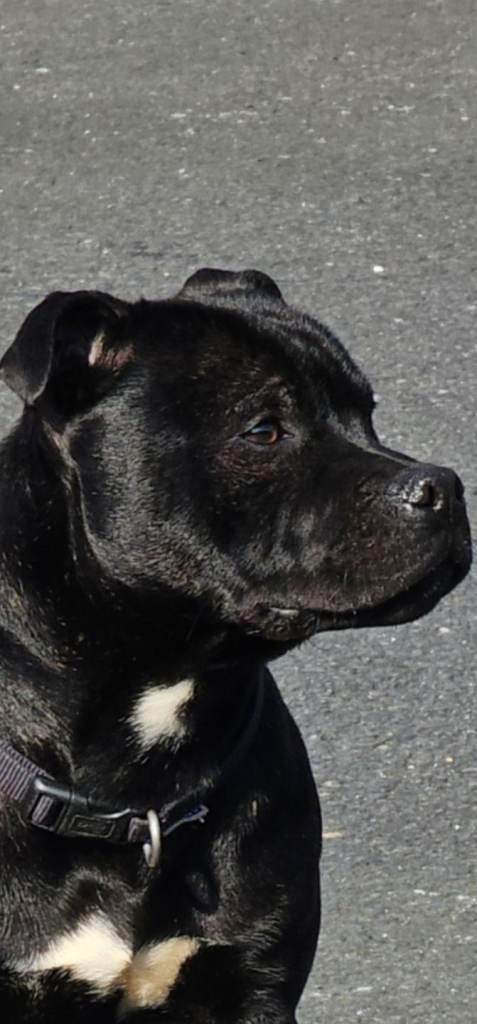 Staffordshire bull terrier pup