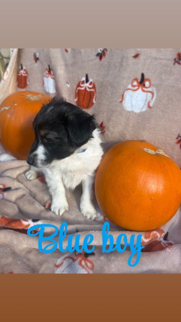 4 boy jack russell’s for sale 🎃