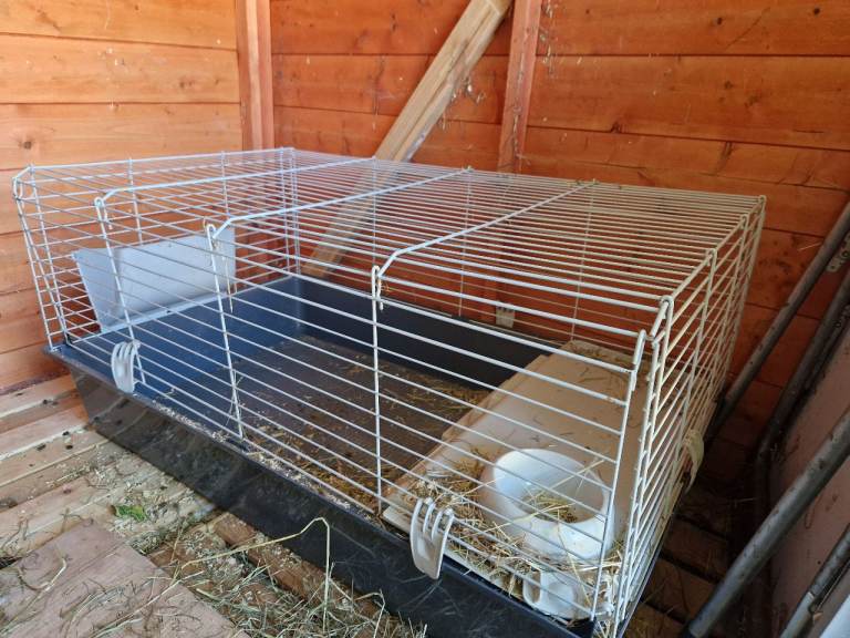 Guinea Pig Cage