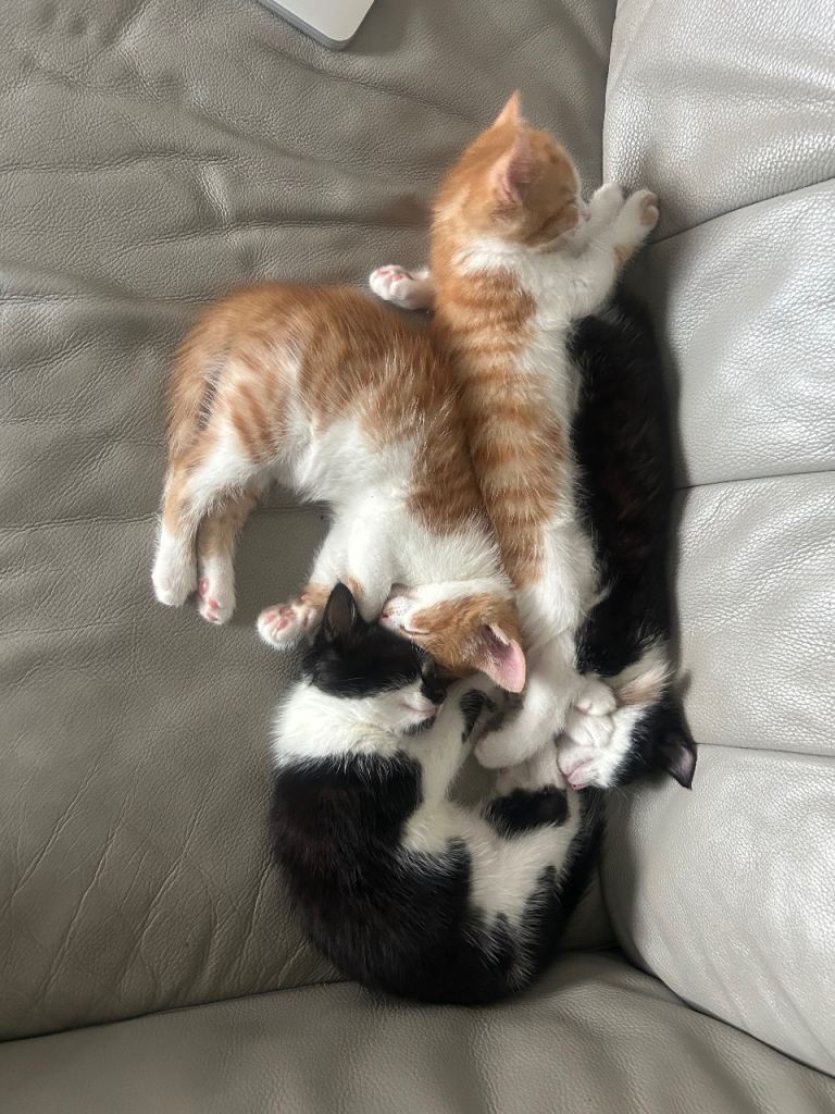 4 beautiful 2 month year old kittens need their forever home, ready to leave as soon as possible! 